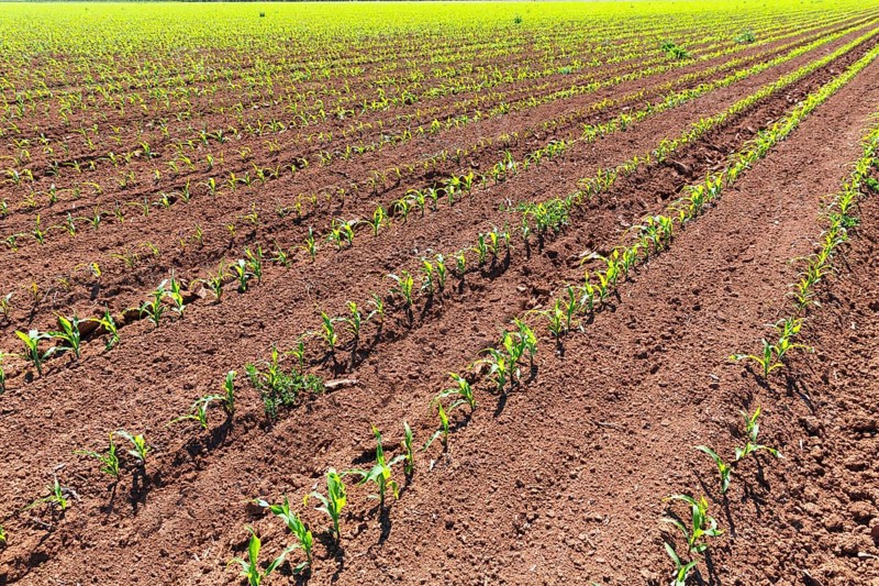 Corn fields sprouts in rows in California agriculture plantation USA