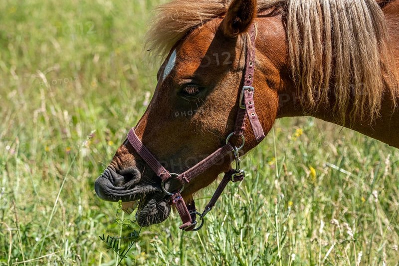 Grazing horse in a meadow, Sangerhausen, Saxony-Anhalt, Germany, Europe