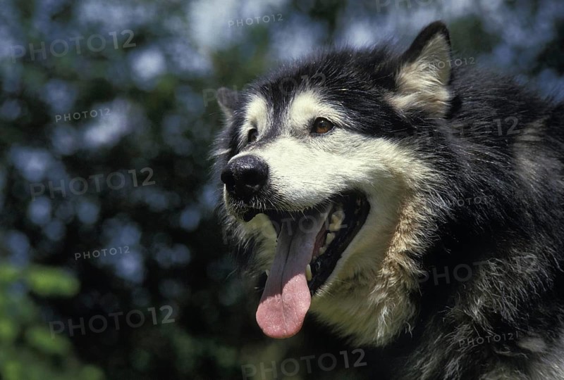 Alaskan Malamute Dog, Portrait of Adult with Tongue out