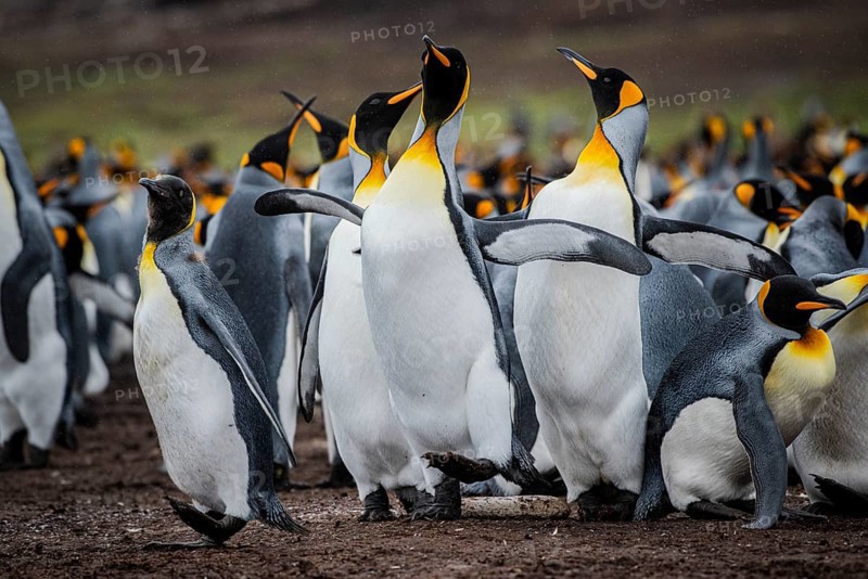 King penguins (Aptenodytes patagonicus), fighting over breeding partners during courtship, Volunteer Point, Falkland Islands, Great Britain, South Atlantic, South America