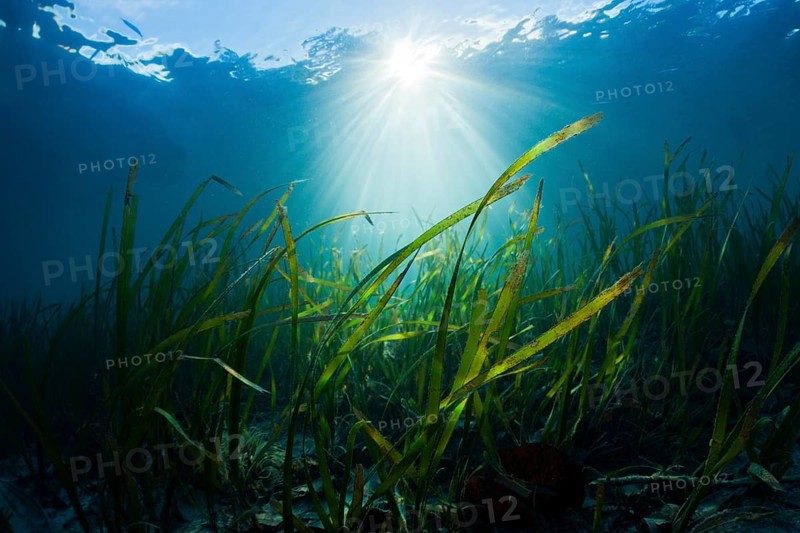 Seagrass meadow, Cenderawasih Bay, West Papua, Indonesia, Asia