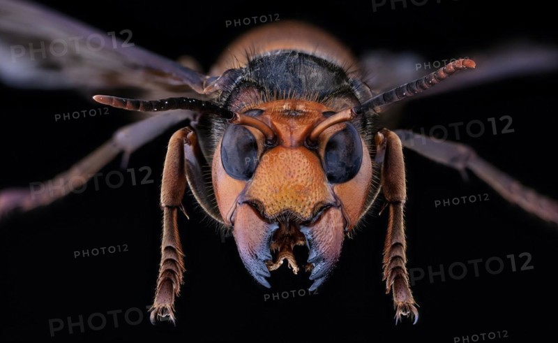 Asian Giant Hornet, Japanese giant hornet, also Murder Hornet (Vespa mandarinia)
