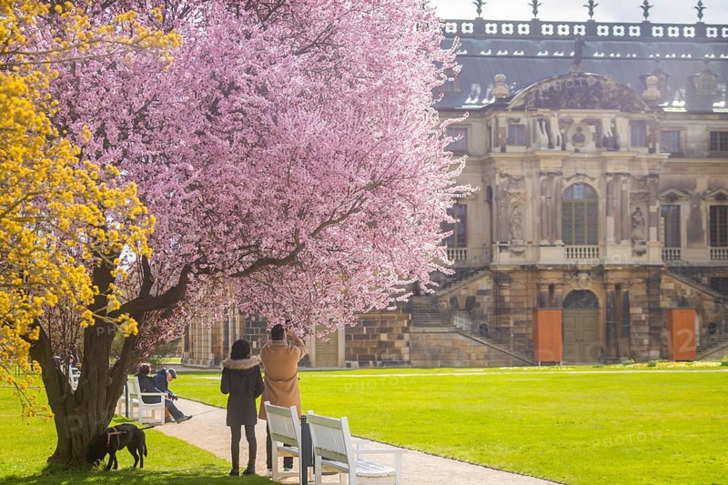 Blossoming tree at the palace in the Great Garden, Dresden, Saxony, Germany, Europe