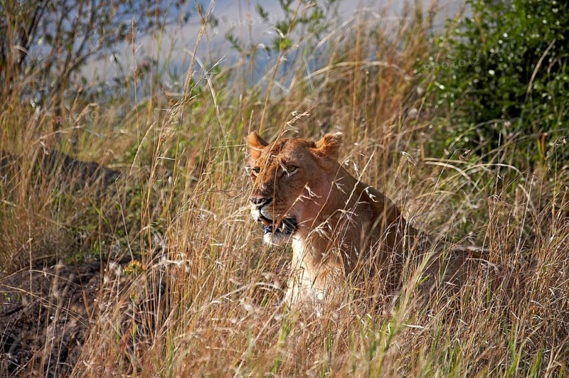 African Lion (panthera leo), Female Camouflaged in Long Grass, Masai Mara Park in Kenya