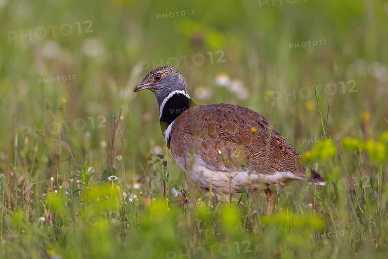 Little bustard (Tetrax tetrax) Outarde canepetière, Sisón Común, Hides De Calera / Great Bustard, Calera Y Chozas, Castilla La Mancha / Toledo, Spain, Europe