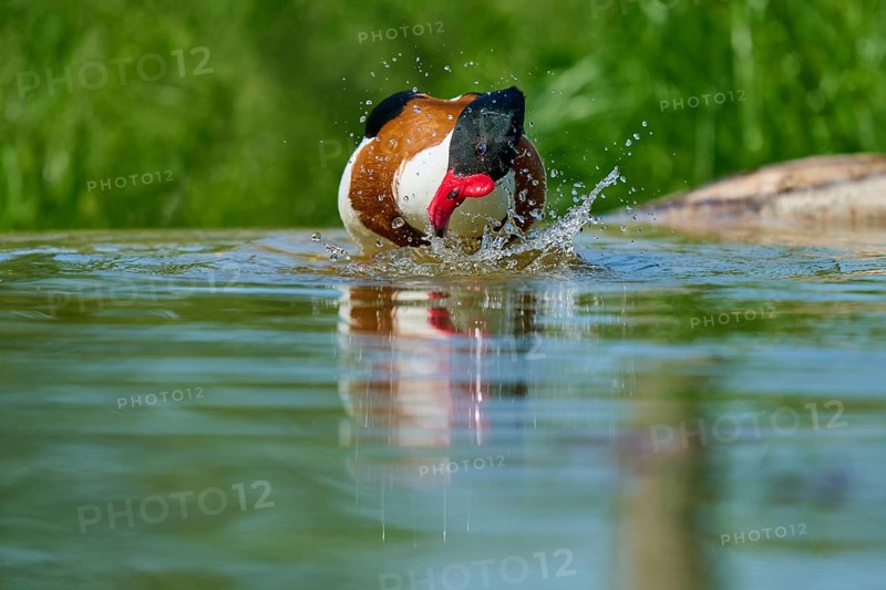 Shelduck (Tadorna tadorna), produces splash water on the surface while moving, France, Europe