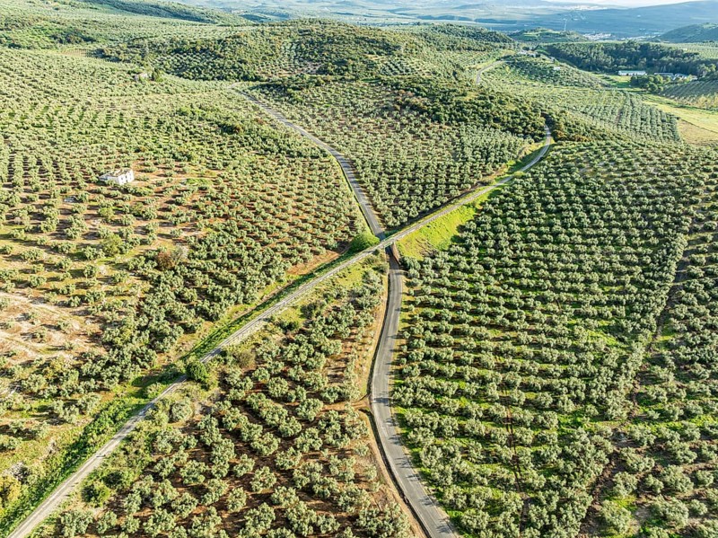 Cycle path Via Verde Del Aceite, old railroad track passes through olive fields, near village Cabra, Andalusia, Spain, Europe
