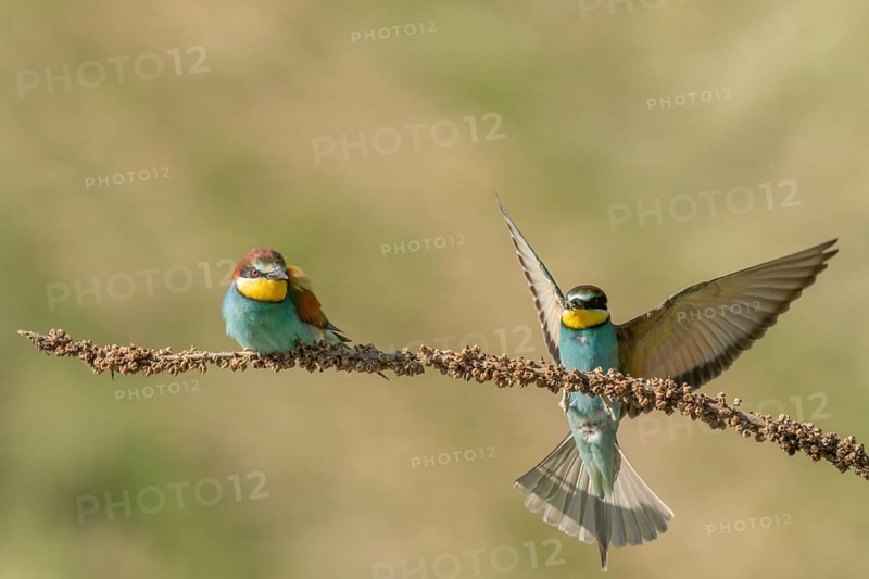 European bee-eater (Merops apiaster) on a branch during the breeding season in spring. Jechtingen, Emmendingen, Kaiserstuhl, Freiburg im Breisgau, Baden-Württemberg, Germany, Europe