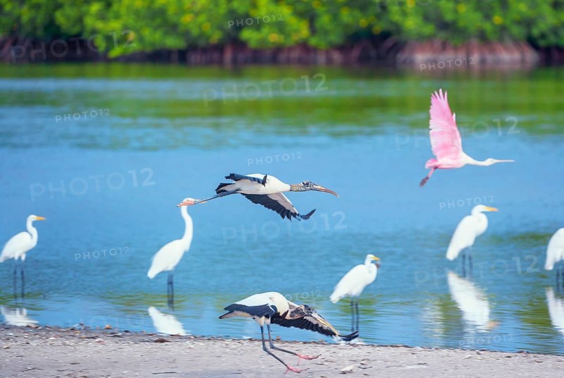 Wood Storks (Mycteria Americana) and Roseate Spoonbill (Platalea ajaja) in flight, Sanibel Island, J.N. Ding Darling National Wildlife Refuge, Florida, USA, North America