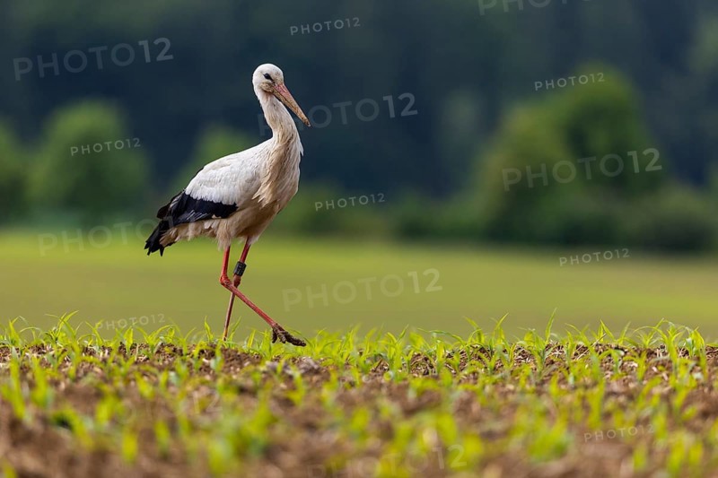 White stork (Ciconia ciconia), farmland, Göggingen, Sigmaringen district, Baden-Württemberg, Germany, Europe