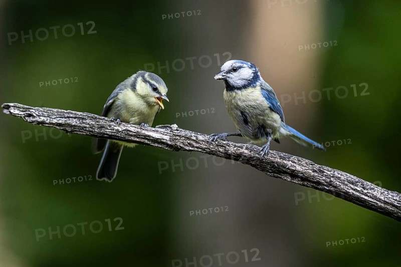 Blue tits (Parus caerulea), feeding young animals, Emsland, Lower Saxony, Germany, Europe