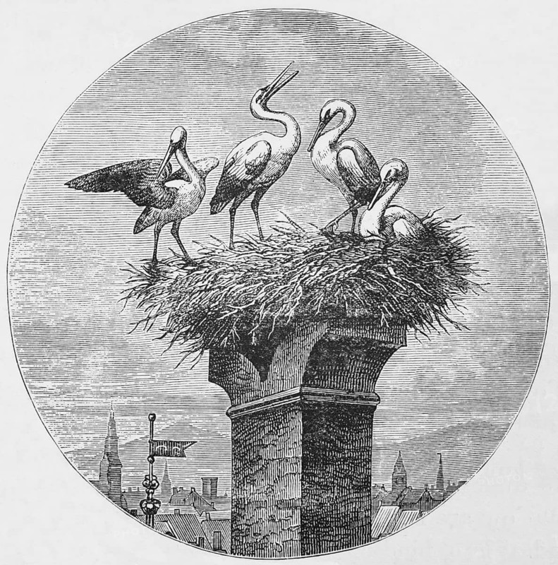 Nesting storks, around 1870, Netherlands, digital reproduction of a historical model