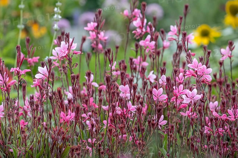 Gaura lindheimeri, North Rhine-Westphalia, Germany, Europe