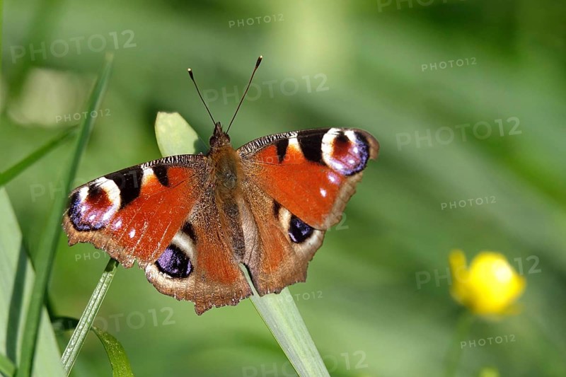 Peacock butterfly, spring, Germany, Europe