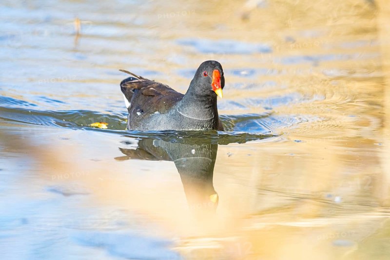 Moorhen (Gallinula chloropus) ml Germany