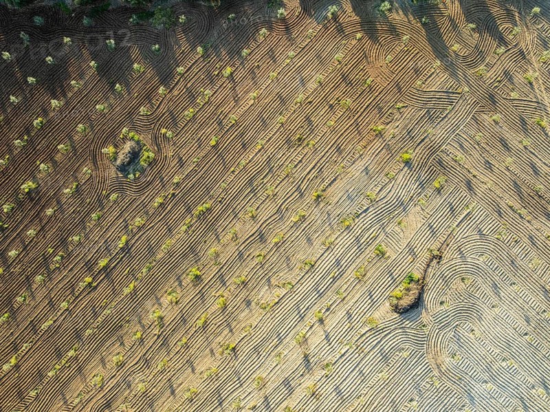 Fields of olive trees, trees planted in rows, aerial view, near village Cabra, Andalusia, Spain, Europe