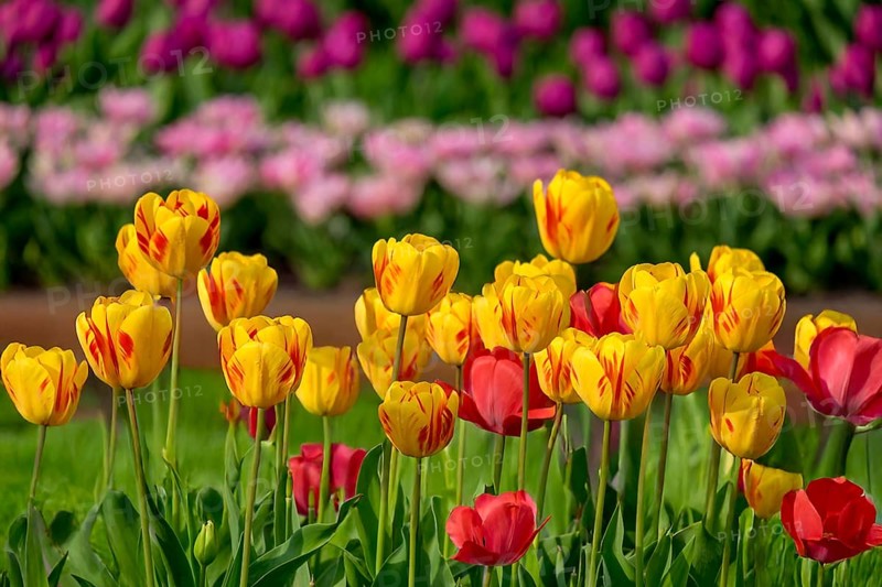 Brightly coloured tulips blooming in a green field in spring, Tulips (Tulpia), Münsterland, North Rhine-Westphalia, Germany, Europe