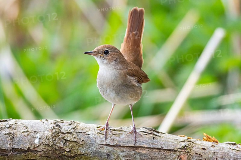 Nightingale (Luscinia megarhynchos) Germany