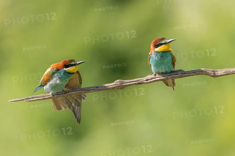 European bee-eater (Merops apiaster) on a branch during the breeding season in spring. Jechtingen, Emmendingen, Kaiserstuhl, Freiburg im Breisgau, Baden-Württemberg, Germany, Europe
