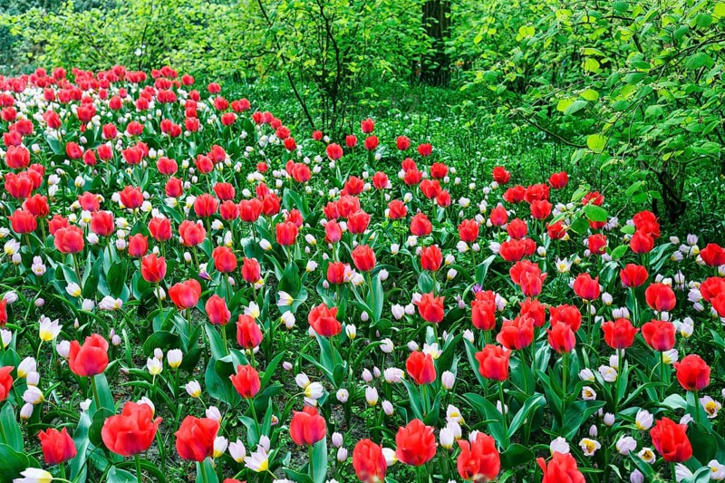 Different coloured tulips (Tulipa), colourful tulip bed, Keukenhof gardens, Lisse, Bollenstreek, South Holland, Netherlands