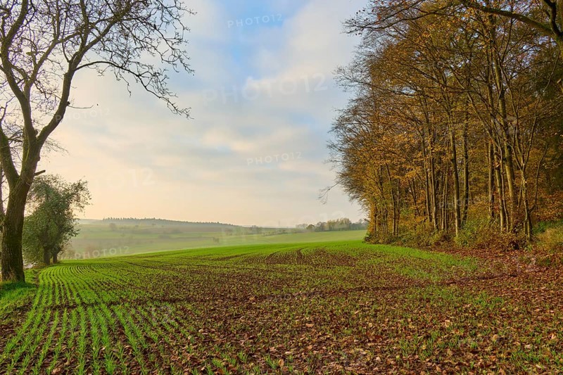 Green fields in the foreground, with trees and cloudy sky in the background, Hornbach, Walldürn, Odenwald, Neckar-Odenwald district, Baden-Württemberg, Germany, Europe