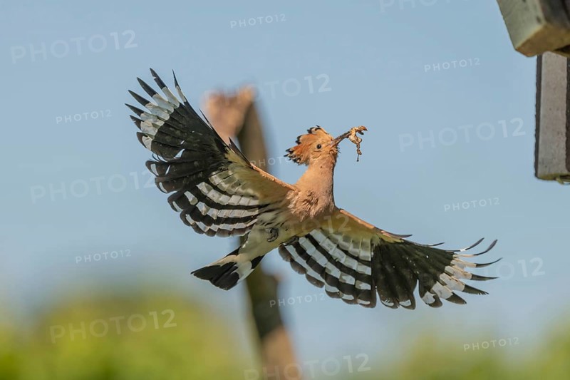 A Eurasian hoopoe (Upupa epops) arrives at the nest box in flight with open wings. Burkheim am Kaiserstuhl, Emmendingen, Freiburg im Breisgau, Baden-Württemberg, Germany, Europe