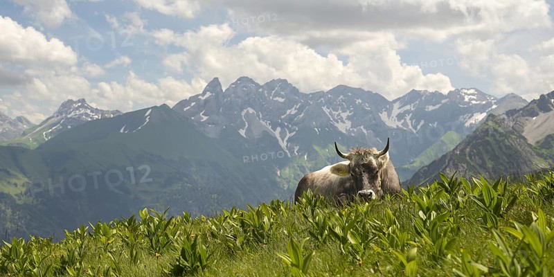 Allgäu brown cattle (Bos primigenius taurus) on the Fellhorn, behind them the Allgäu main ridge with Trettachspitze, Mädelegabel, Bockkarkopf and Hochfrottspitze, Allgäu Alps, Allgäu, Bavaria, Germany, Europe