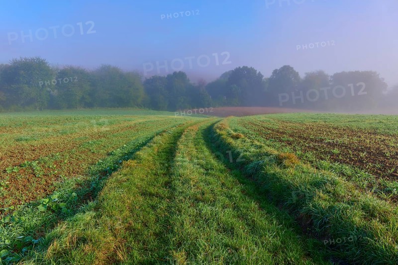 Green path, surrounded by fog, with trees, Mönchberg, Miltenberg, Spessart, Bavaria, Germany, Europe