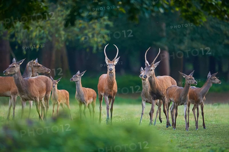 Red deer (Cervus elaphus), peaceful herd of deer standing vigil in a green forest meadow, Germany, Europe