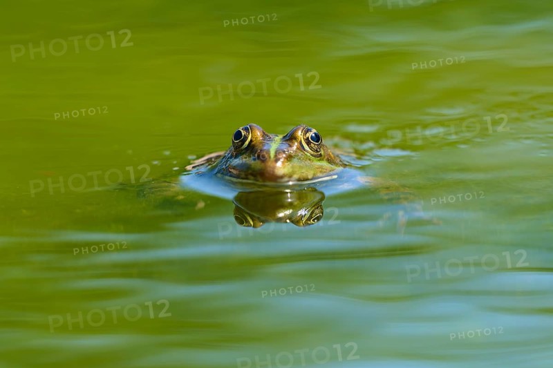 Grass frog (Rana temporaria), looking out of the water surface of a pond surrounded by greenery, France, Europe