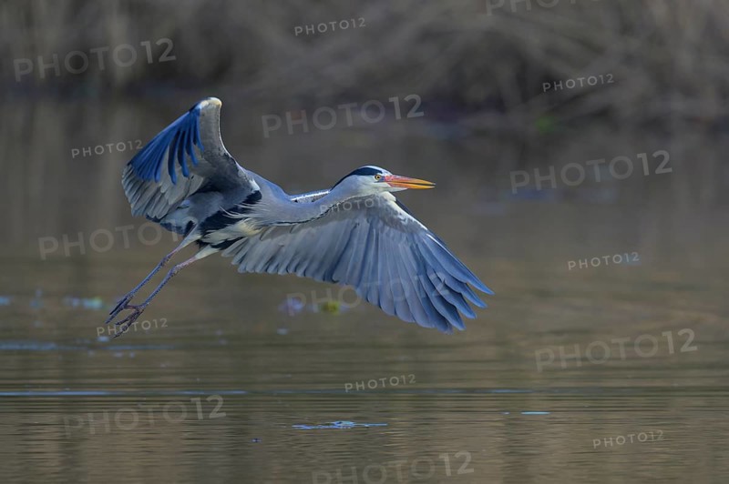 Grey heron (Ardea cinerea), adult heron in flight in front of reeds, Neckar valley, Baden-Württemberg, Germany, Europe