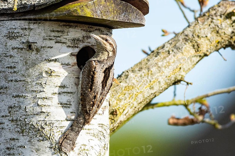 Eurasian wryneck (Jynx torquilla) Germany