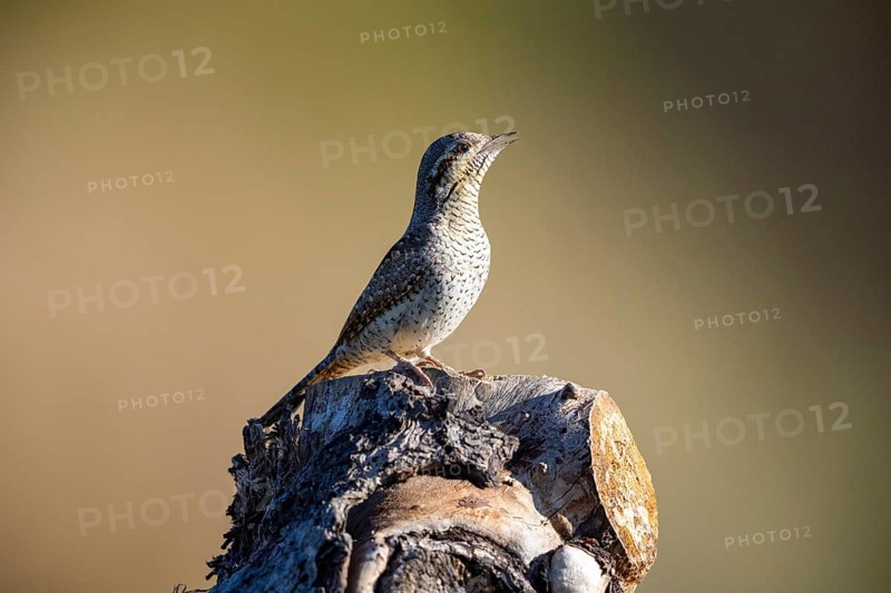 Eurasian wryneck (Jynx torquilla) Germany