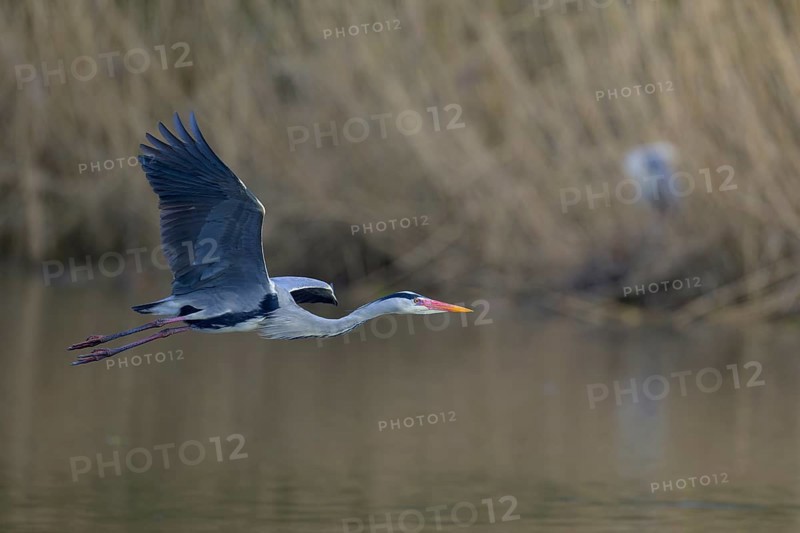 Grey heron (Ardea cinerea), adult heron in flight in front of reeds, Neckar valley, Baden-Württemberg, Germany, Europe