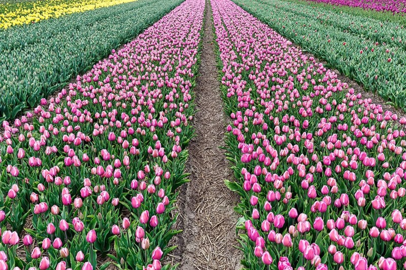 Pink tulips, tulip field, footpath, Bollenstreek, South Holland, Netherlands