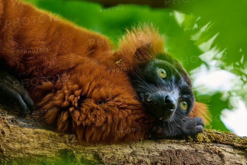 Red ruffed lemur (Varecia rubra), resting on a tree trunk amidst green leaves, France, Europe