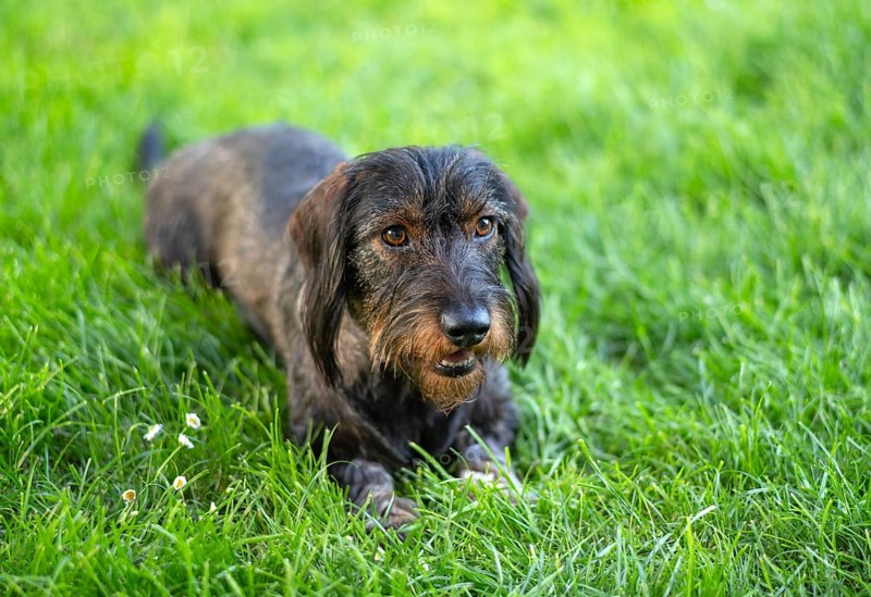 Rough-haired dachshund (Canis lupus familiaris) male, 4 years old, animal portrait, lying on a meadow, Stuttgart, Baden-Württemberg, Germany, Europe