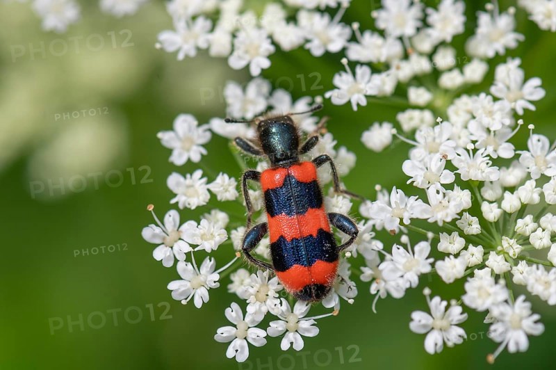 Bee beetle (Trichodes apiarius) on a goutweed flower, Bavaria, Germany, Europe