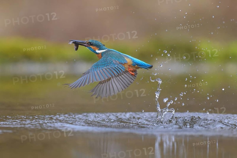Kingfisher (Alcedo atthis), taking off from the water with a fish in its beak, Lechauen, Bavaria