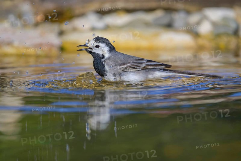 White wagtail (Motacilla alba), male bathing, biosphere reserve, Swabian Alb, Baden-Württemberg, Germany, Europe