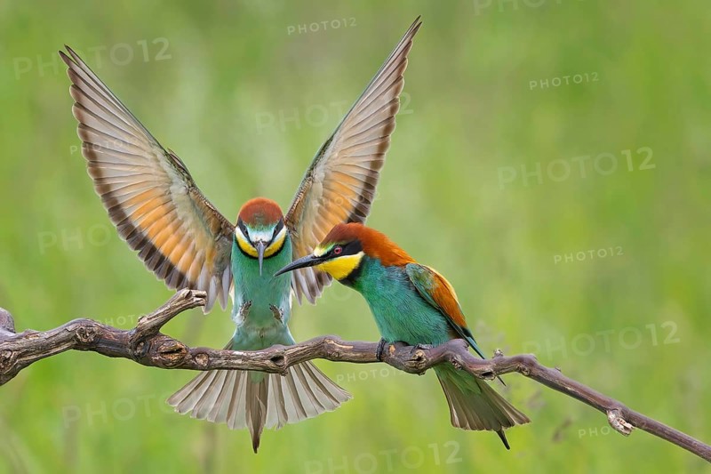 Bee-eater (Merops apiaster) new resident in Saxony-Anhalt, male and female, courtship, pair, blaze of colour, approaching, flying, wings spreading, sunrise, Germany, Europe