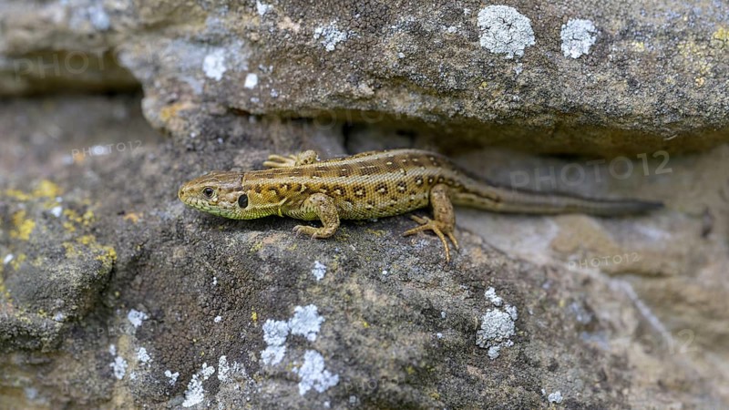 Sand lizard (Lacerta agilis), female, resting on a stone of a dry stone wall, Neckar valley, Baden-Württemberg, Germany, Europe