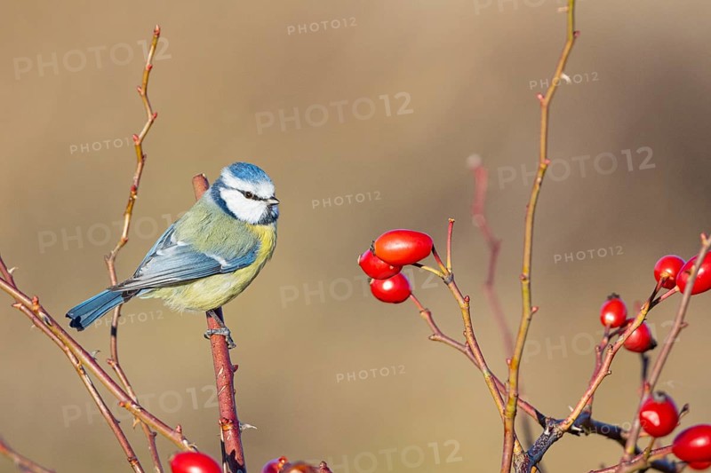 Blue tit (Parus caeruleus) Germany