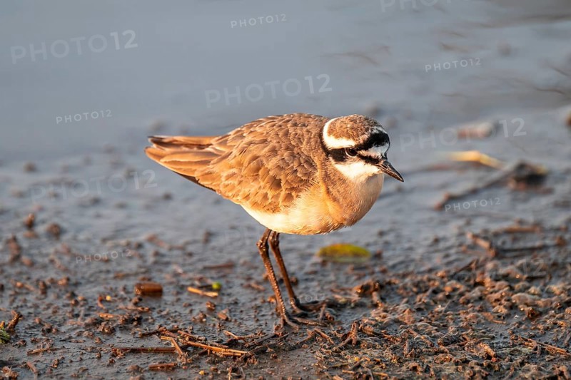 Three-banded plover (Charadrius tricollaris), in the morning light, Kruger National Park, South Africa, Africa