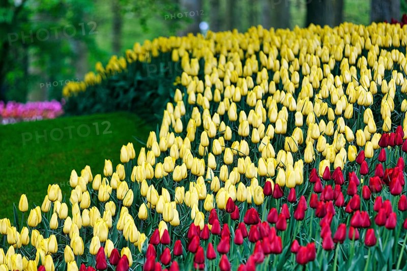 Red and yellow tulips (Tulipa), colourful tulip bed, Keukenhof gardens, Lisse, Bollenstreek, South Holland, Netherlands