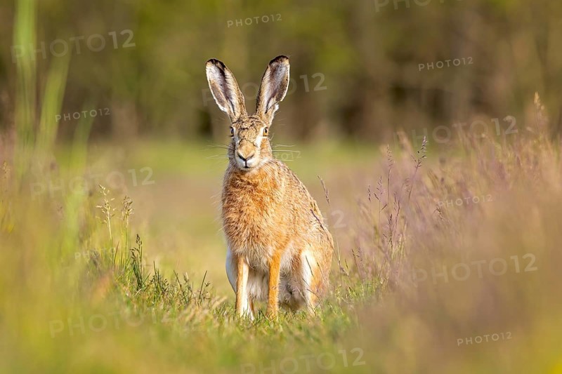 European hare (Lepus europaeus) Flowering meadow as habitat, foraging on a country lane, open landscape, hare's ears, Easter hare, Saxony-Anhalt, Germany, Europe