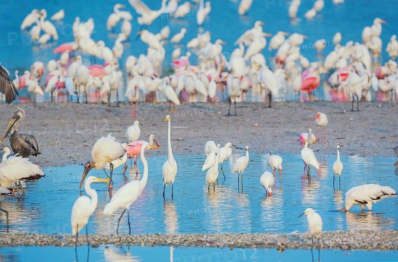 Group of Great white egrets (Ardea alba) and Roseate Spoonbills (Platalea ajaja) fishing, Sanibel Island, J.N. Ding Darling National Wildlife Refuge, Florida, USA, North America