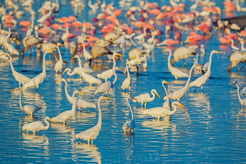 Group of Great white egrets (Ardea alba) and Roseate Spoonbills (Platalea ajaja) fishing, Sanibel Island, J.N. Ding Darling National Wildlife Refuge, Florida, USA, North America