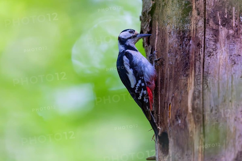 Pileated Woodpecker (Dendrocopos major) at the breeding cavity, Piciformes, Göggingen, Krauchenwies, Landkreis Sigmaringen, Baden-Württemberg, Baden-Württemberg, Germany, Europe