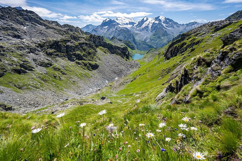 Flowers and view of mountain lake Lac du Louvie and glaciated mountain peaks of the Grand Combine, Valais Alps, Val de Bagnes, Valais, Switzerland, Europe